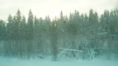 Karlı bir peri masalına kış treni yolculuğu. Hareket eden bir aracın penceresinden karla kaplı bir tayga ormanına bakın. Kar yığınları, ladin ve çam ağaçları kar altında. Karelia 'nın Doğası.