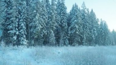 Karlı bir peri masalına kış treni yolculuğu. Hareket eden bir aracın penceresinden karla kaplı bir tayga ormanına bakın. Kar yığınları, ladin ve çam ağaçları kar altında. Karelia 'nın Doğası.