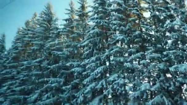 雪だるまのおとぎ話への冬の列車の旅 移動する車両の窓から雪に覆われたタギの森へ 雪の下の白い雪の漂流 スプルース 松の木 カレリアの自然 — ストック動画