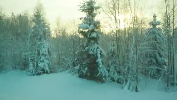 冬天的火车旅行变成了一个雪白的童话 从一辆移动的汽车的窗户向覆盖着积雪的针叶林望去 白雪覆盖下的雪地 云杉和松树 卡累利阿的性质 — 图库视频影像