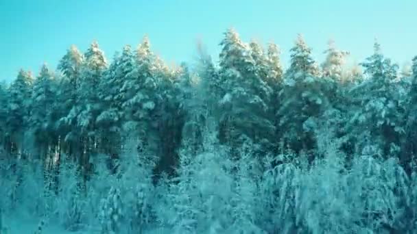 Zimní Cesta Vlakem Zasněžené Pohádky Pohled Okna Jedoucího Vozidla Zasněžený — Stock video