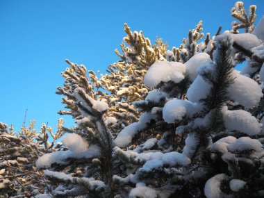 Kışın çam ormanı, gün boyunca şiddetli soğukta. Kozalaklı dallarda kar. Dondurucu güneşli hava antiklonu. İskoçlar Pinus sylvestris, çamgiller (Pinaceae) familyasından bir çam çamı türü..