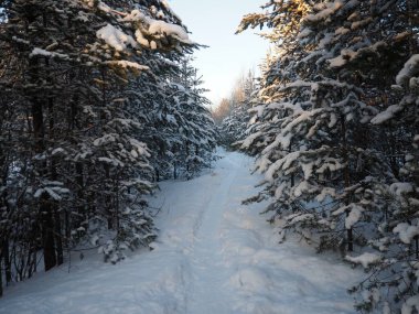 Kışın çam ormanı, gün boyunca şiddetli soğukta. Kozalaklı dallarda kar. Dondurucu güneşli hava antiklonu. İskoçlar Pinus sylvestris, çamgiller (Pinaceae) familyasından bir çam çamı türü..