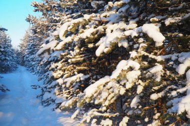 Kışın çam ormanı, gün boyunca şiddetli soğukta. Kozalaklı dallarda kar. Dondurucu güneşli hava antiklonu. İskoçlar Pinus sylvestris, çamgiller (Pinaceae) familyasından bir çam çamı türü..