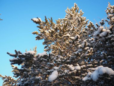 Kışın çam ormanı, gün boyunca şiddetli soğukta. Kozalaklı dallarda kar. Dondurucu güneşli hava antiklonu. İskoçlar Pinus sylvestris, çamgiller (Pinaceae) familyasından bir çam çamı türü..