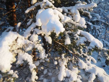 Kışın çam ormanı, gün boyunca şiddetli soğukta. Kozalaklı dallarda kar. Dondurucu güneşli hava antiklonu. İskoçlar Pinus sylvestris, çamgiller (Pinaceae) familyasından bir çam çamı türü..