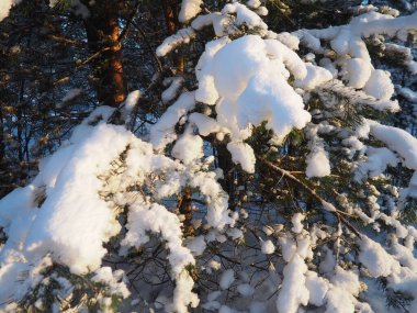 Kışın çam ormanı, gün boyunca şiddetli soğukta. Kozalaklı dallarda kar. Dondurucu güneşli hava antiklonu. İskoçlar Pinus sylvestris, çamgiller (Pinaceae) familyasından bir çam çamı türü..