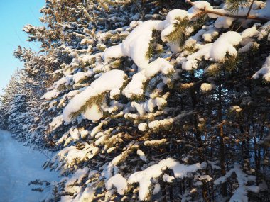 Kışın çam ormanı, gün boyunca şiddetli soğukta. Kozalaklı dallarda kar. Dondurucu güneşli hava antiklonu. İskoçlar Pinus sylvestris, çamgiller (Pinaceae) familyasından bir çam çamı türü..