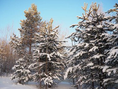 Kışın çam ormanı, gün boyunca şiddetli soğukta. Kozalaklı dallarda kar. Dondurucu güneşli hava antiklonu. İskoçlar Pinus sylvestris, çamgiller (Pinaceae) familyasından bir çam çamı türü..