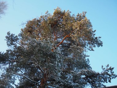 Kışın çam ormanı, gün boyunca şiddetli soğukta. Kozalaklı dallarda kar. Dondurucu güneşli hava antiklonu. İskoçlar Pinus sylvestris, çamgiller (Pinaceae) familyasından bir çam çamı türü..