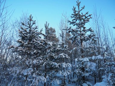 Kışın çam ormanı, gün boyunca şiddetli soğukta. Kozalaklı dallarda kar. Dondurucu güneşli hava antiklonu. İskoçlar Pinus sylvestris, çamgiller (Pinaceae) familyasından bir çam çamı türü..