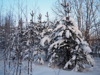 Kışın çam ormanı, gün boyunca şiddetli soğukta. Kozalaklı dallarda kar. Dondurucu güneşli hava antiklonu. İskoçlar Pinus sylvestris, çamgiller (Pinaceae) familyasından bir çam çamı türü..