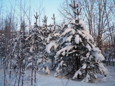 Kışın çam ormanı, gün boyunca şiddetli soğukta. Kozalaklı dallarda kar. Dondurucu güneşli hava antiklonu. İskoçlar Pinus sylvestris, çamgiller (Pinaceae) familyasından bir çam çamı türü..