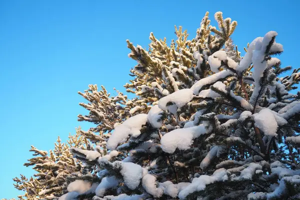 Kışın çam ormanı, gün boyunca şiddetli soğukta. Kozalaklı dallarda kar. Dondurucu güneşli hava antiklonu. İskoçlar Pinus sylvestris, çamgiller (Pinaceae) familyasından bir çam çamı türü..