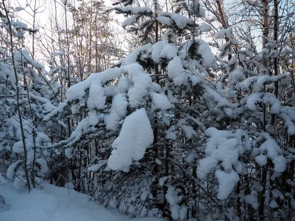 Kışın çam ormanı, gün boyunca şiddetli soğukta. Kozalaklı dallarda kar. Dondurucu güneşli hava antiklonu. İskoçlar Pinus sylvestris, çamgiller (Pinaceae) familyasından bir çam çamı türü..