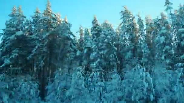 Vintertåg Resa Snöig Saga Utsikt Från Fönstret Ett Fordon Rörelse — Stockvideo