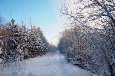 Kışın çam ormanı, gün boyunca şiddetli soğukta. Kozalaklı dallarda kar. Dondurucu güneşli hava antiklonu. İskoçlar Pinus sylvestris, çamgiller (Pinaceae) familyasından bir çam çamı türü..