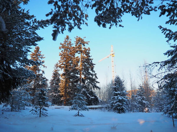 Creation of a new property in a deserted place, far from the city center. Pine winter forest. Lifting construction crane against the blue sky. The city's attack on the forest and nature. Ecology.