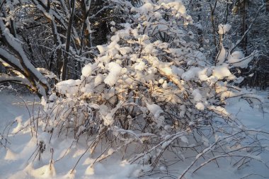 Yoğun kar yağışı sonrası açık ve soğuk havada karışık tayga ormanı. Hava sıcaklığı 27 derece. Karelia 'lı Flora. Buzlu, donmuş ormanda bir yürüyüş. Ağaç dalları. Kutup iklimi.