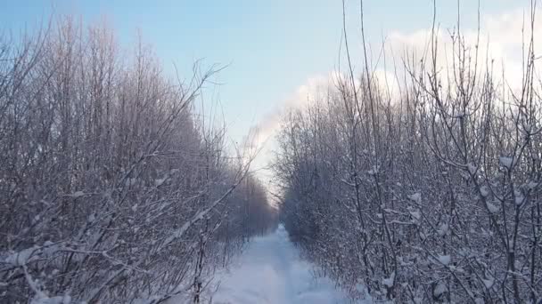 Floresta Taiga Mista Inverno Tempo Gelado Claro Depois Nevasca Pesada — Vídeo de Stock