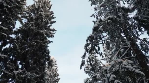 スプルースパイシーは 松の家族のピネッツァーの円錐緑樹です エバーグリーン ツリー 一般的なスプルース あるいはノルウェーのスプルースパイシーアは 北ヨーロッパで広く普及しています 雪の多い冬の森 — ストック動画