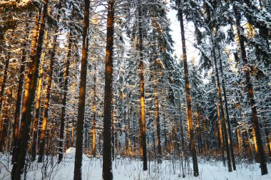 Spruce Picea, çamgiller (Pinaceae) familyasından bir kozalaklı ağaçtır. Evergreen ağaçları. Alelade ladin ya da Norveç ladin 'i Kuzey Avrupa' da yaygındır. Karlı kış kozalaklı ormanları
