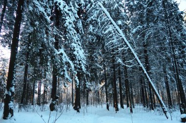 Spruce Picea, çamgiller (Pinaceae) familyasından bir kozalaklı ağaçtır. Evergreen ağaçları. Alelade ladin ya da Norveç ladin 'i Kuzey Avrupa' da yaygındır. Karlı kış kozalaklı ormanları