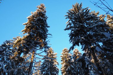 Spruce Picea, çamgiller (Pinaceae) familyasından bir kozalaklı ağaçtır. Evergreen ağaçları. Alelade ladin ya da Norveç ladin 'i Kuzey Avrupa' da yaygındır. Karlı kış kozalaklı ormanları