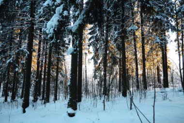 Spruce Picea, çamgiller (Pinaceae) familyasından bir kozalaklı ağaçtır. Evergreen ağaçları. Alelade ladin ya da Norveç ladin 'i Kuzey Avrupa' da yaygındır. Karlı kış kozalaklı ormanları