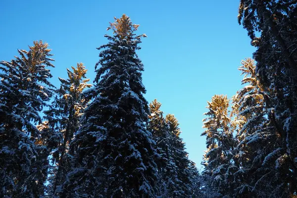 Spruce Picea is a coniferous evergreen tree of the Pine family Pinaceae. Evergreen trees. Common spruce, or Norway spruce Picea abies is widespread in northern Europe. Snowy winter coniferous forest