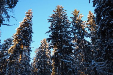 Spruce Picea, çamgiller (Pinaceae) familyasından bir kozalaklı ağaçtır. Evergreen ağaçları. Alelade ladin ya da Norveç ladin 'i Kuzey Avrupa' da yaygındır. Karlı kış kozalaklı ormanları