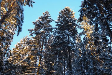 Spruce Picea, çamgiller (Pinaceae) familyasından bir kozalaklı ağaçtır. Evergreen ağaçları. Alelade ladin ya da Norveç ladin 'i Kuzey Avrupa' da yaygındır. Karlı kış kozalaklı ormanları