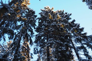 Spruce Picea, çamgiller (Pinaceae) familyasından bir kozalaklı ağaçtır. Evergreen ağaçları. Alelade ladin ya da Norveç ladin 'i Kuzey Avrupa' da yaygındır. Karlı kış kozalaklı ormanları