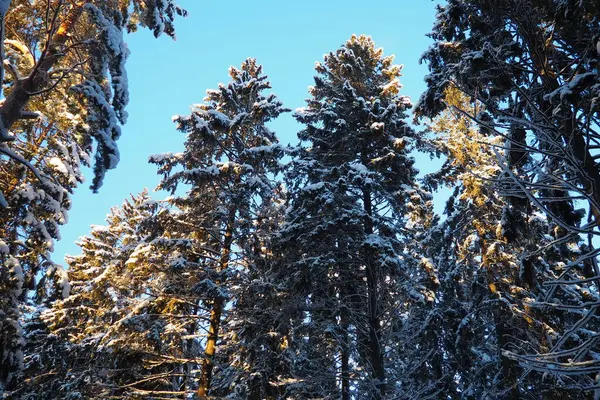 Spruce Picea is a coniferous evergreen tree of the Pine family Pinaceae. Evergreen trees. Common spruce, or Norway spruce Picea abies is widespread in northern Europe. Snowy winter coniferous forest