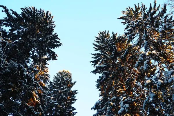 Spruce Picea, çamgiller (Pinaceae) familyasından bir kozalaklı ağaçtır. Evergreen ağaçları. Alelade ladin ya da Norveç ladin 'i Kuzey Avrupa' da yaygındır. Karlı kış kozalaklı ormanları