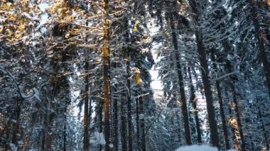 Spruce Picea, çamgiller (Pinaceae) familyasından bir kozalaklı ağaçtır. Hafif bir rüzgar kozalaklı dallardan kar ve kar taneleri fırlatıyor. Alelade ladin ya da Norveç Pikesi biti. Karlı kış ormanı