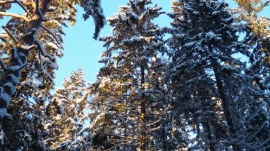 Spruce Picea, çamgiller (Pinaceae) familyasından bir kozalaklı ağaçtır. Hafif bir rüzgar kozalaklı dallardan kar ve kar taneleri fırlatıyor. Alelade ladin ya da Norveç Pikesi biti. Karlı kış ormanı