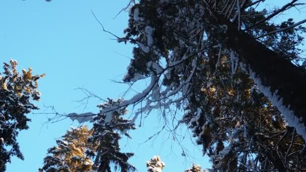 Spruce Picea Uma Conífera Família Pinaceae Vento Leve Lança Neve — Vídeo de Stock