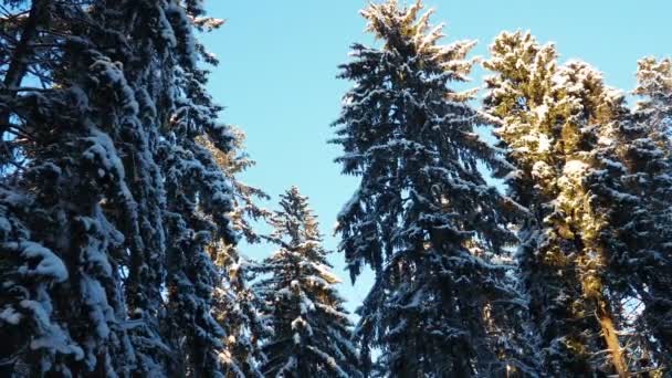 Spruce Picea Çamgiller Pinaceae Familyasından Bir Kozalaklı Ağaçtır Hafif Bir — Stok video