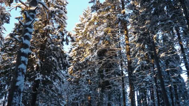 스프루스 피세아 Spruce Picea 피나세아 Pinaceae 에버그린 나무이다 가벼운 바람이 — 비디오