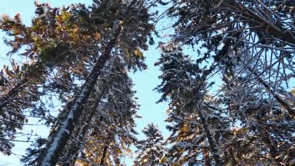 Świerk Picea Jest Iglastym Wiecznie Zielonym Drzewem Rodziny Sosnowych Pinaceae — Wideo stockowe