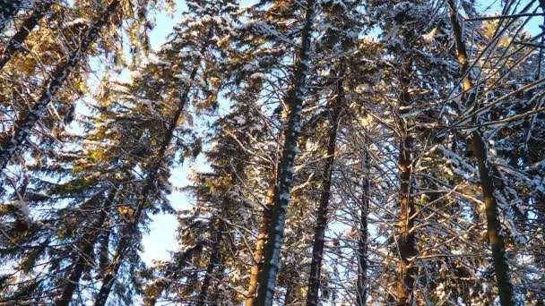 Spruce Picea Uma Conífera Família Pinaceae Vento Leve Lança Neve — Vídeo de Stock