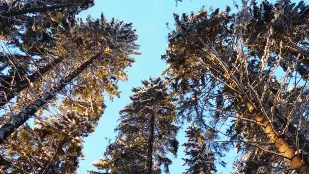 Świerk Picea Jest Iglastym Wiecznie Zielonym Drzewem Rodziny Sosnowych Pinaceae — Wideo stockowe
