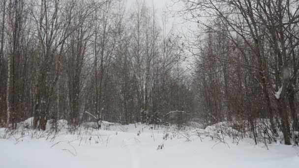 冬天阴天 大雪覆盖 公园里的雪 天气预报 洁白新鲜的白雪和雪堆 雪花随风飘扬 飘飘欲仙 季节和气候变化 — 图库视频影像
