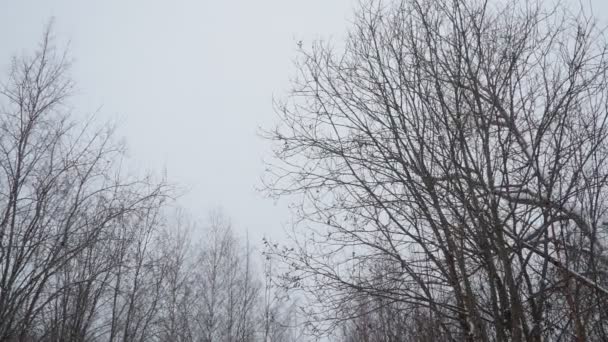 Día Nublado Invierno Cubierta Nieve Alta Nevadas Parque Ciudad Pronóstico — Vídeo de stock