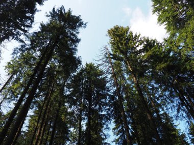 Yaşlı, uzun ladin ağaçları. Spruce taç. Tayga Ormanı. Bagajlar, dallar ve ladin iğneleri mavi gökyüzüne karşı