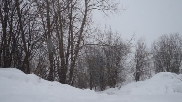Winter Bewolkte Dag Hoge Sneeuwbedekking Sneeuwval Een Stadspark Weersverwachting Witte — Stockvideo
