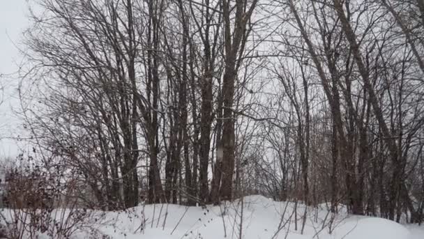 Winter Bewolkte Dag Hoge Sneeuwbedekking Sneeuwval Een Stadspark Weersverwachting Witte — Stockvideo