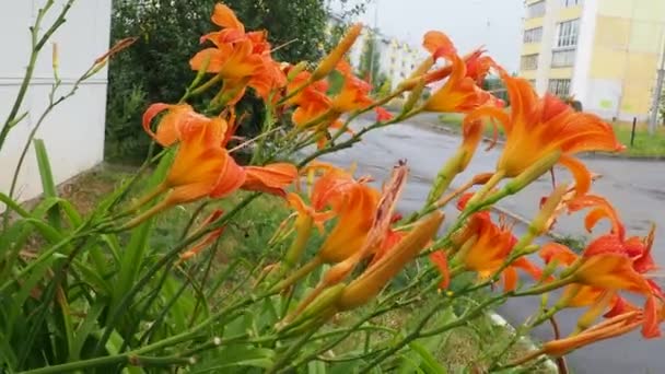 Hemerocallis Lilejnik Género Botânico Pertencente Família Asphodelaceae Lindas Flores Lírio — Vídeo de Stock