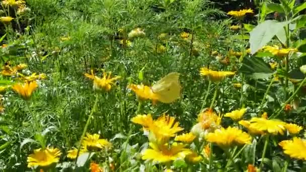 Una Farfalla Cavolo Siede Sul Fiore Calendula Pieris Brassicae Pieridae — Video Stock